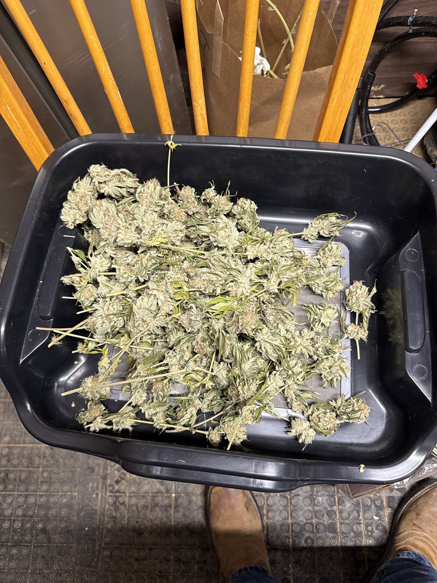 GreenLightGrown's tweet photo. Up till close to 1am trimming back up at 4am for work let’s get this tired ass bread 🤙🏼😴 https://t.co/4K6h8146sb