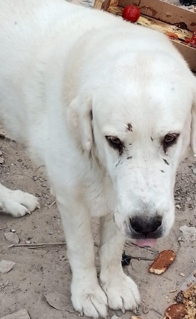 🆘 GOS PERDUT CASTELLBELL

S'ha perdut aquest gos, és un mastí de pèl curt. És un gos de pastor de ramaderia extensiva i fa vora un mes que no el veuen
No saben si ha patit un accident O algú l'ha agafat perquè és molt afectuós
Si algú en sap res contacteu amb 667 82 80 50