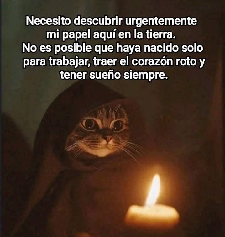 Dilo con gatitoz (@dilocongatitoz) on Twitter photo 