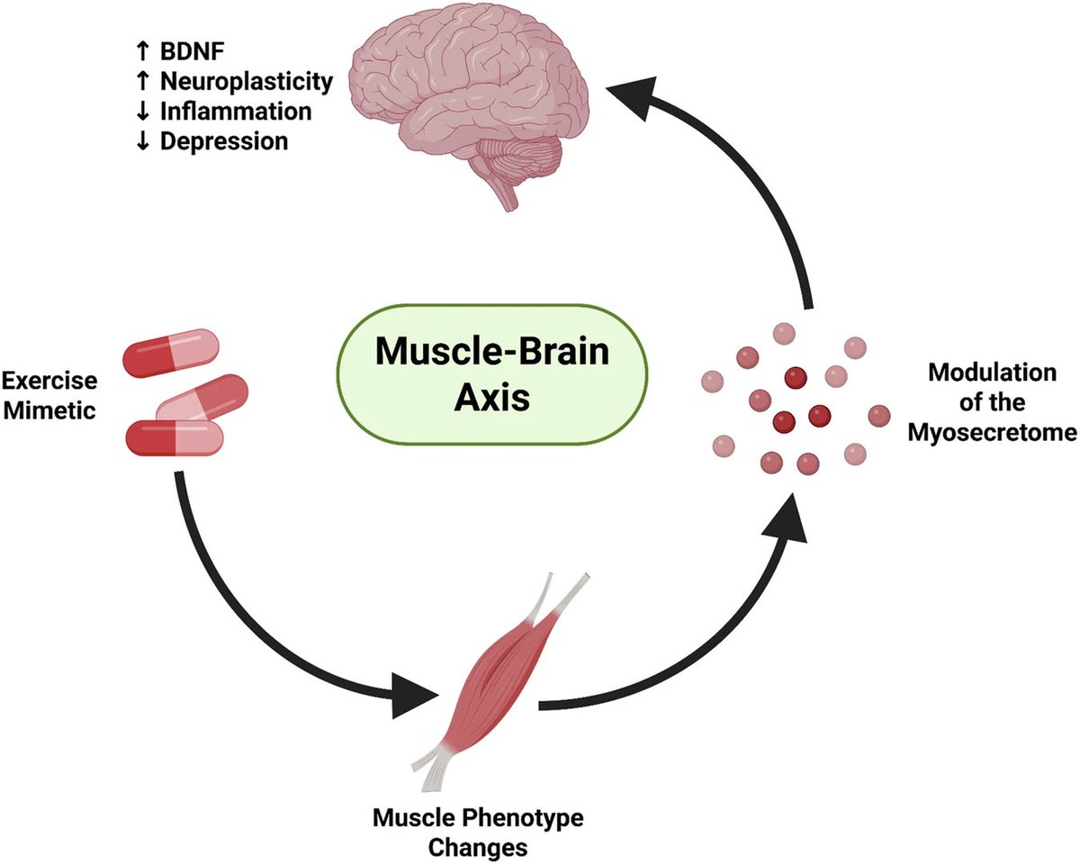 NTFabiano's tweet photo. Exercise has similar effects to antidepressants but not everyone can exercise.

We propose that exercise pills can activate molecular pathways to enhance the muscle-brain axis &amp; alleviate depression. https://t.co/sSZz70hpAS