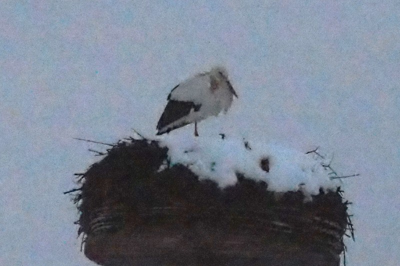 Storch im mit Schnee bedeckten Nest.