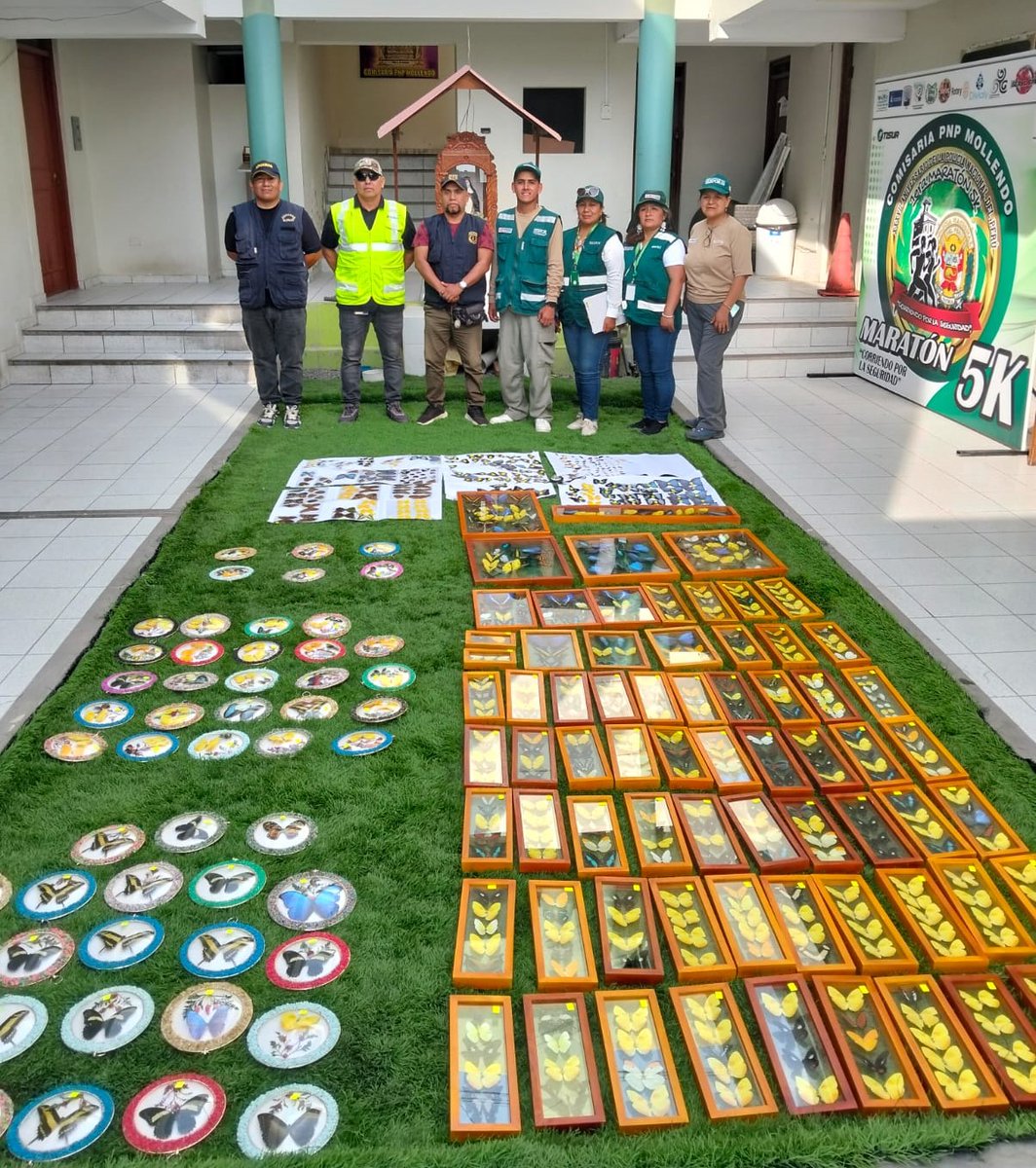 Ojo_Publico's tweet photo. 🦋@SerforPeru decomisó cuadros decorativos elaborados con 590 mariposas disecadas y 207 alas usadas en llaveros, en Arequipa.
🚨#OjoPúblico alertó que cientos de sitios web venden mariposas sin control. Especies peruanas se ofrecen por más de USD 3.000.
👉https://t.co/7thrFJ6Erk https://t.co/pc16xvGrsQ