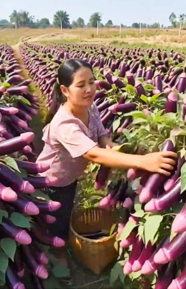 ilPicchiarello's tweet photo. With a crop like that her basket will get filled in no time!🍆 https://t.co/lJXTwl55jk