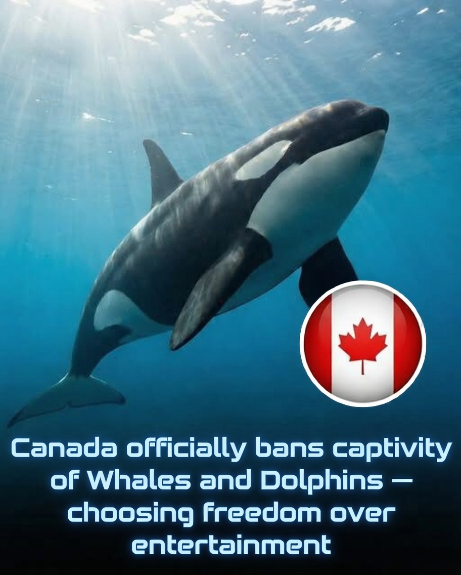 Rainmaker1973's tweet photo. Canada is officially phasing out the era of captive whales, dolphins, and porpoises for entertainment purposes.

The Ending the Captivity of Whales and Dolphins Act (Bill S-203) marked a fundamental advancement in marine mammal welfare. By amending the Criminal Code and Fisheries Act, the legislation prohibits:

- Capturing cetaceans from the wild.
- Breeding them in captivity.
- Keeping them for public display or entertainment.

Exceptions are allowed for rehabilitation, scientific research (under strict licensing), or cases where release is not feasible. A grandfather clause permits facilities to retain animals already in captivity at the time of enactment—ensuring these are the final generation held in tanks for such purposes. It also bans the trade of reproductive materials, closing potential loopholes for sustaining the industry.

Beyond the immediate ban, the law prohibits the trade of reproductive materials, closing loopholes that could sustain the industry. The focus has now shifted toward compassionate retirement, with major initiatives underway to relocate the remaining captive whales to natural coastal sanctuaries in provinces like Nova Scotia by 2026. These efforts, supported by animal rights advocates and scientists, aim to provide a more natural environment for these sentient beings while allowing for essential research and rehabilitation under strict licensing.