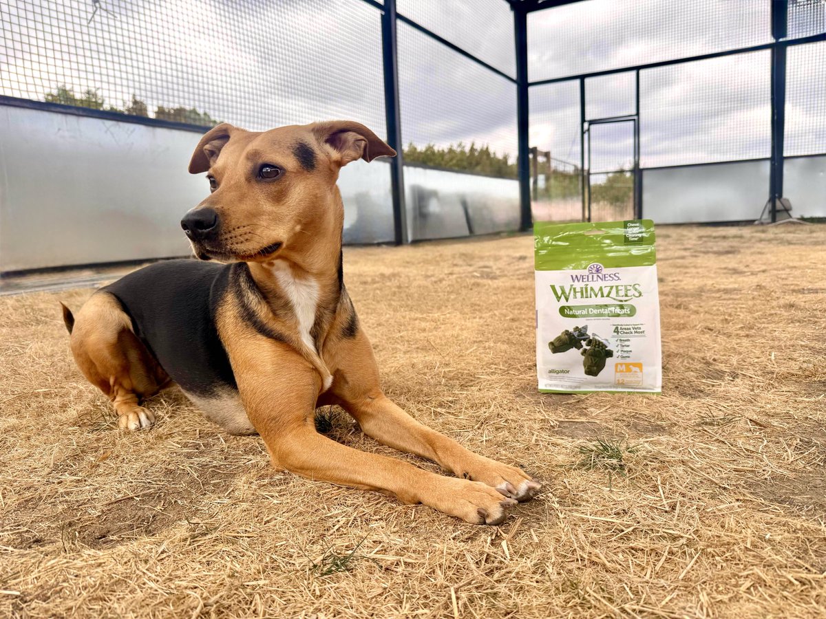 mayahiga's tweet photo. Gidget aka our Chief Morale Officer loves coming to work @AlveusSanctuary thanks to all the @wellnesspetfood WHIMZEES dental treats #ad 

Join us for our Animal Care stream! https://t.co/agKuH9LM5h https://t.co/2MVu9Q1L2L