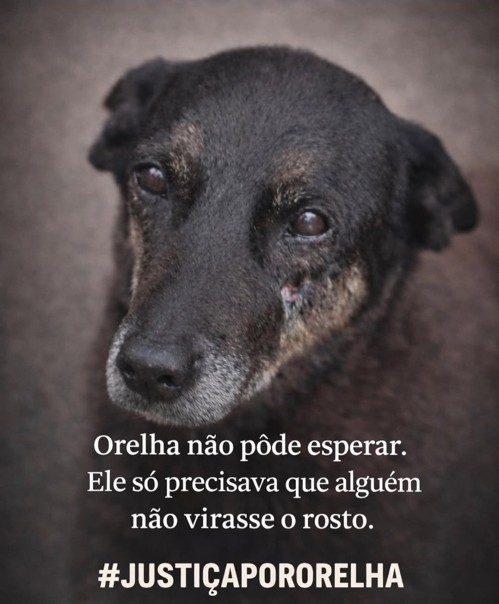 Continua a luta 
#BRAZILFORORELHA