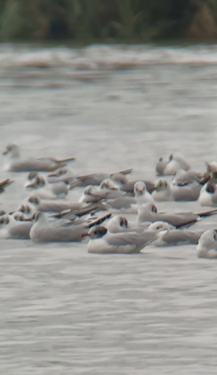 Stanford Reservoir - Mediterranean Gulls have been in short supply this winter so nice to find this adult in the roost this evening. <a href="/rg_stanford/">Stanford_RG</a> <a href="/LandRbirds/">Birds of Leicestershire & Rutland</a>