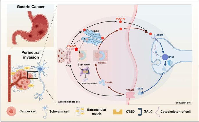 Journal of Experimental & Clinical Cancer Research tweet media