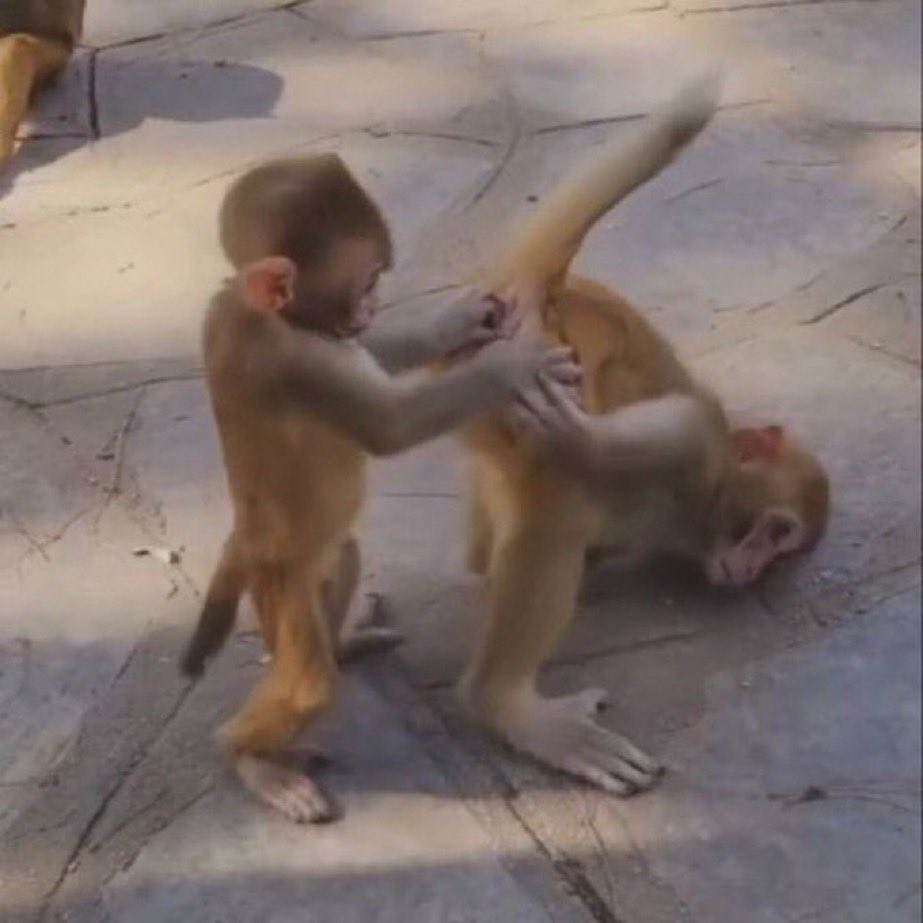 Smartluz tweet media