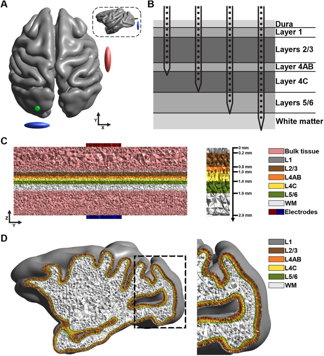 Brain Stimulation tweet media