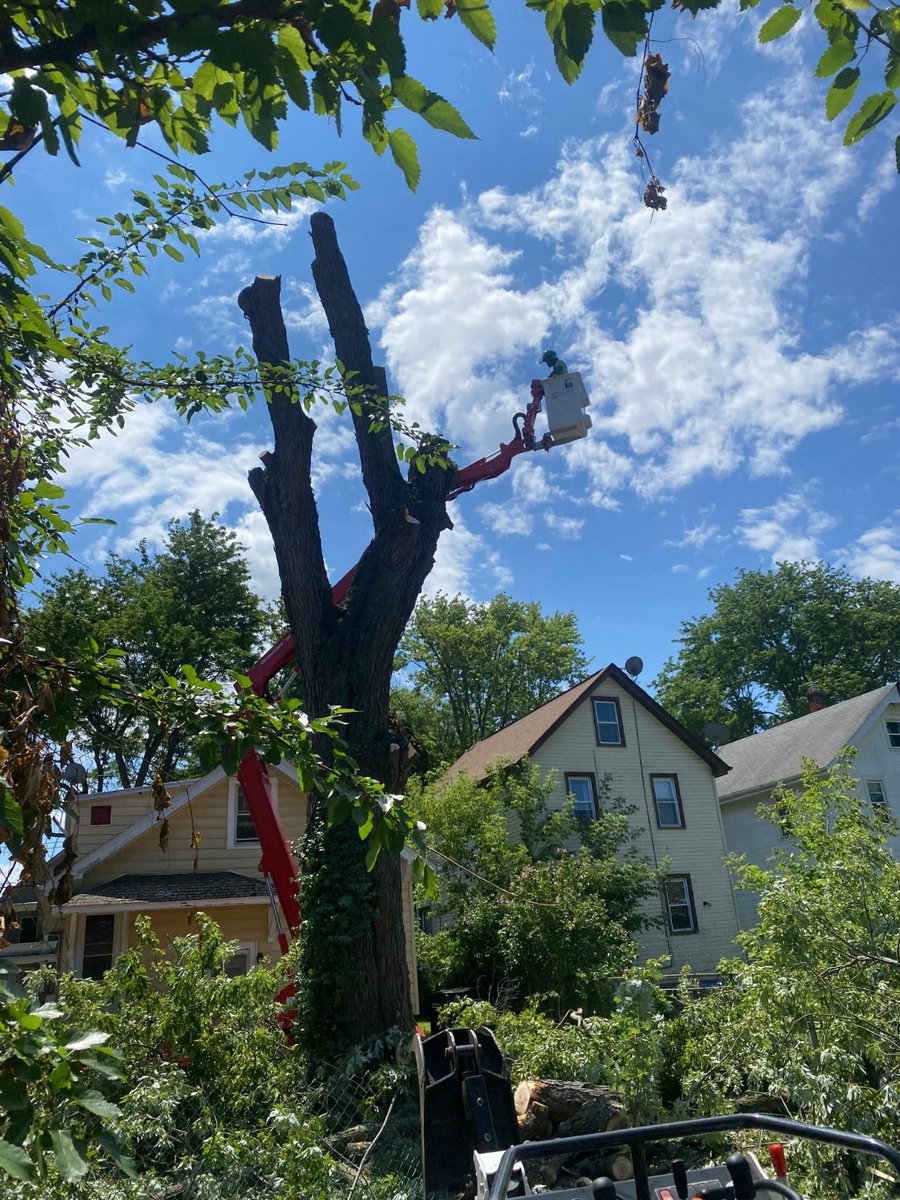 kdtrees_buffalo's tweet photo. Big trees require careful planning and skilled work. We completed this removal safely and finished with a thorough cleanup.
#KDTreeService #TreeRemoval #ProfessionalTreeService #TreeCare #TreeCutting https://t.co/I9SHZ8ZIL6