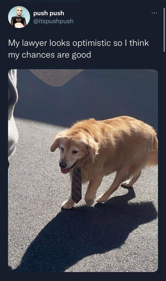 everything dogs 🐶 tweet media