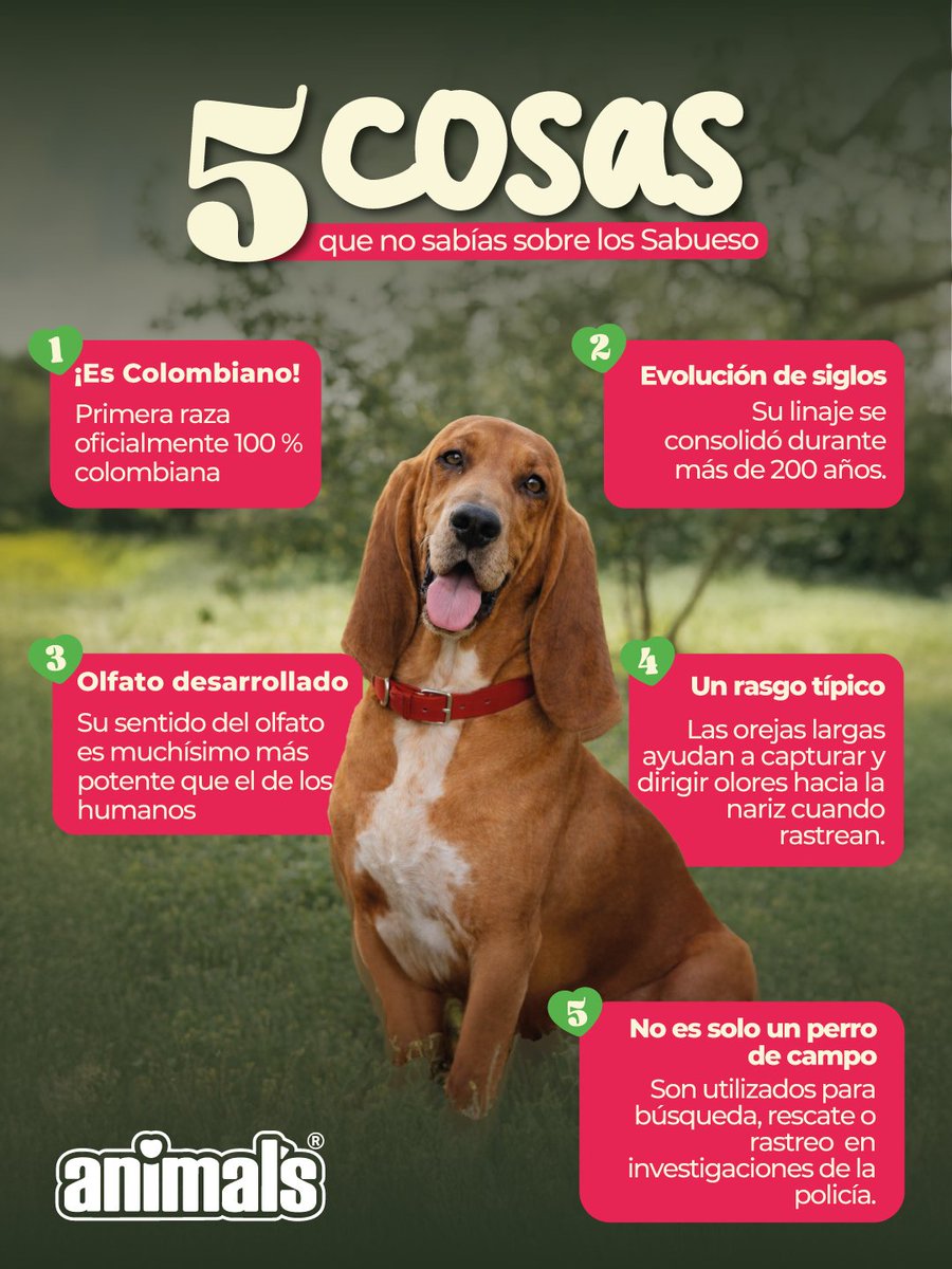 Animal's® 🇨🇴| Todo Para tu Mascota tweet media