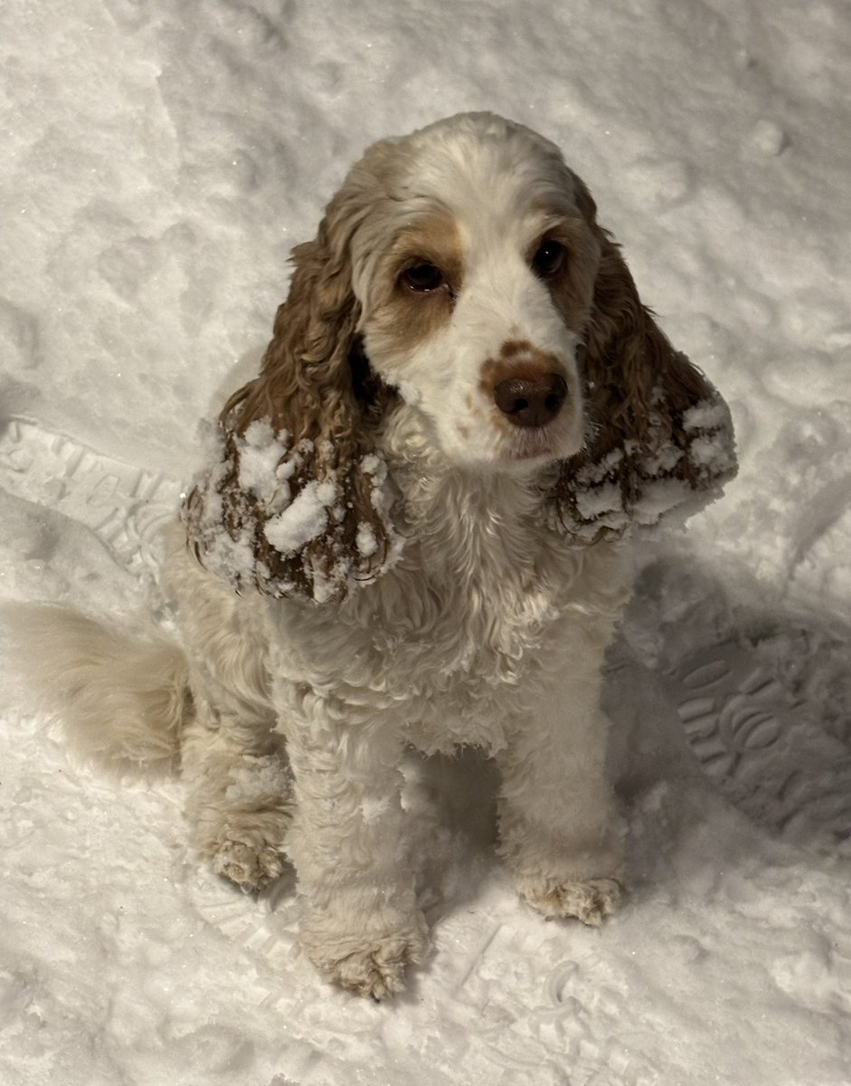 Karin van de Hoef tweet media