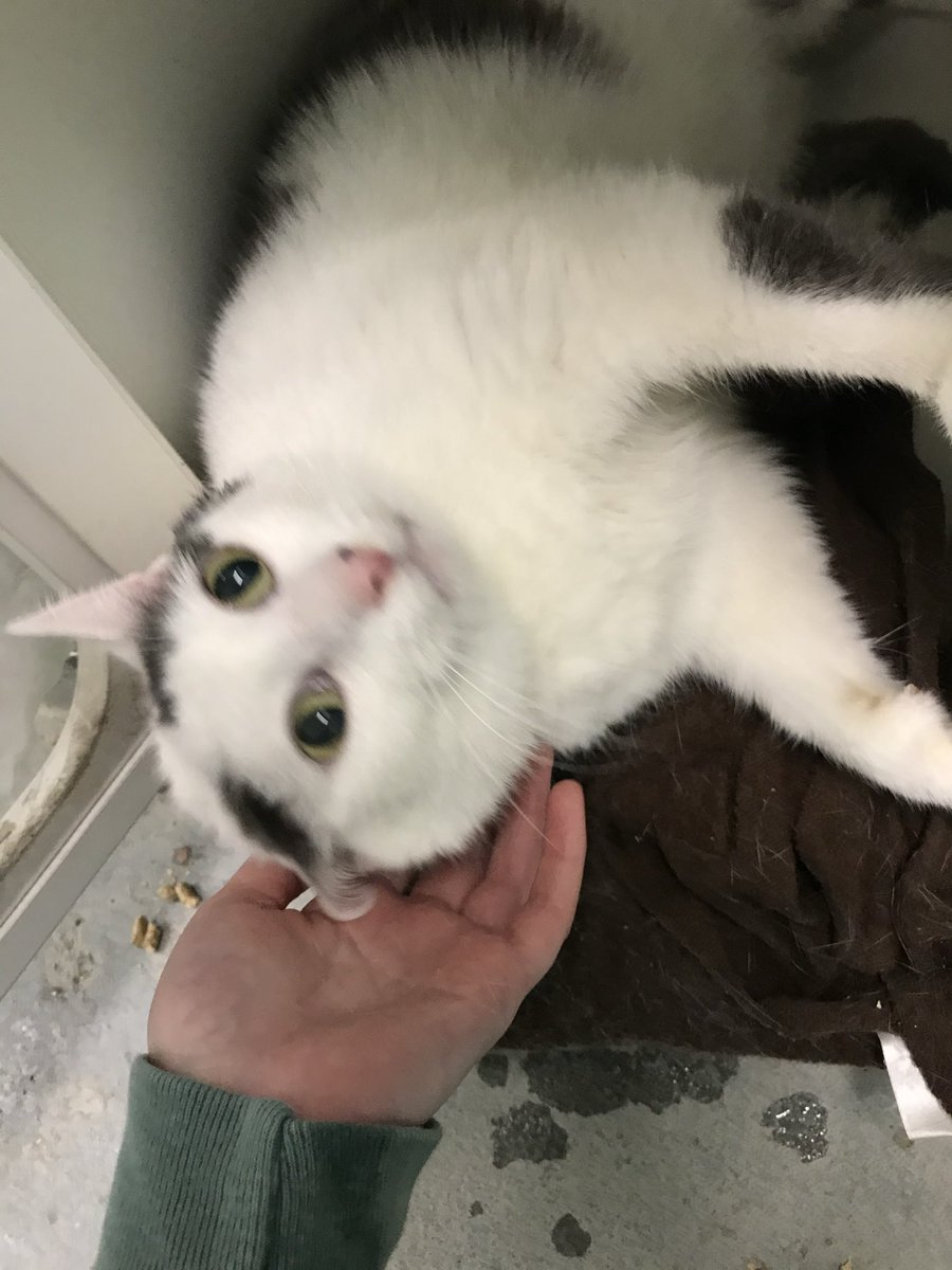 norberg & co tweet media