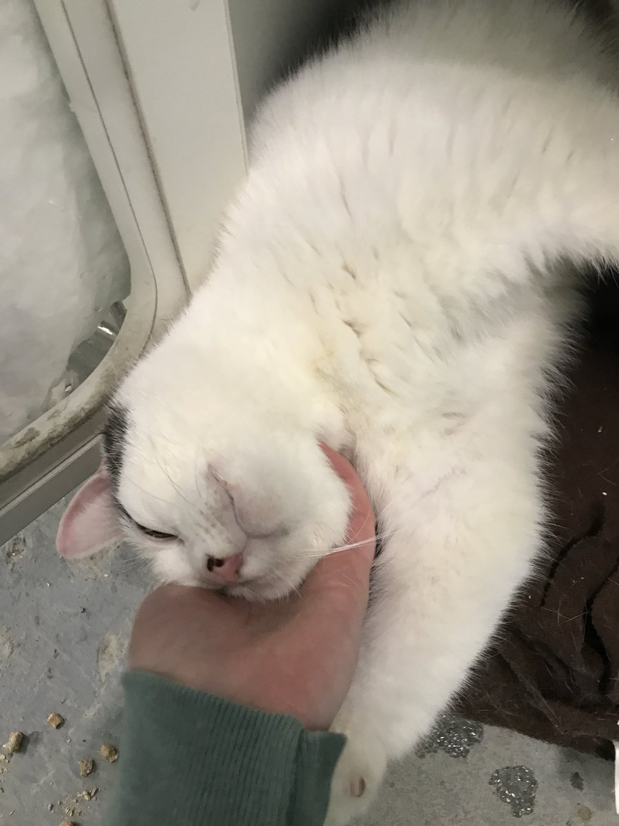 norberg & co tweet media