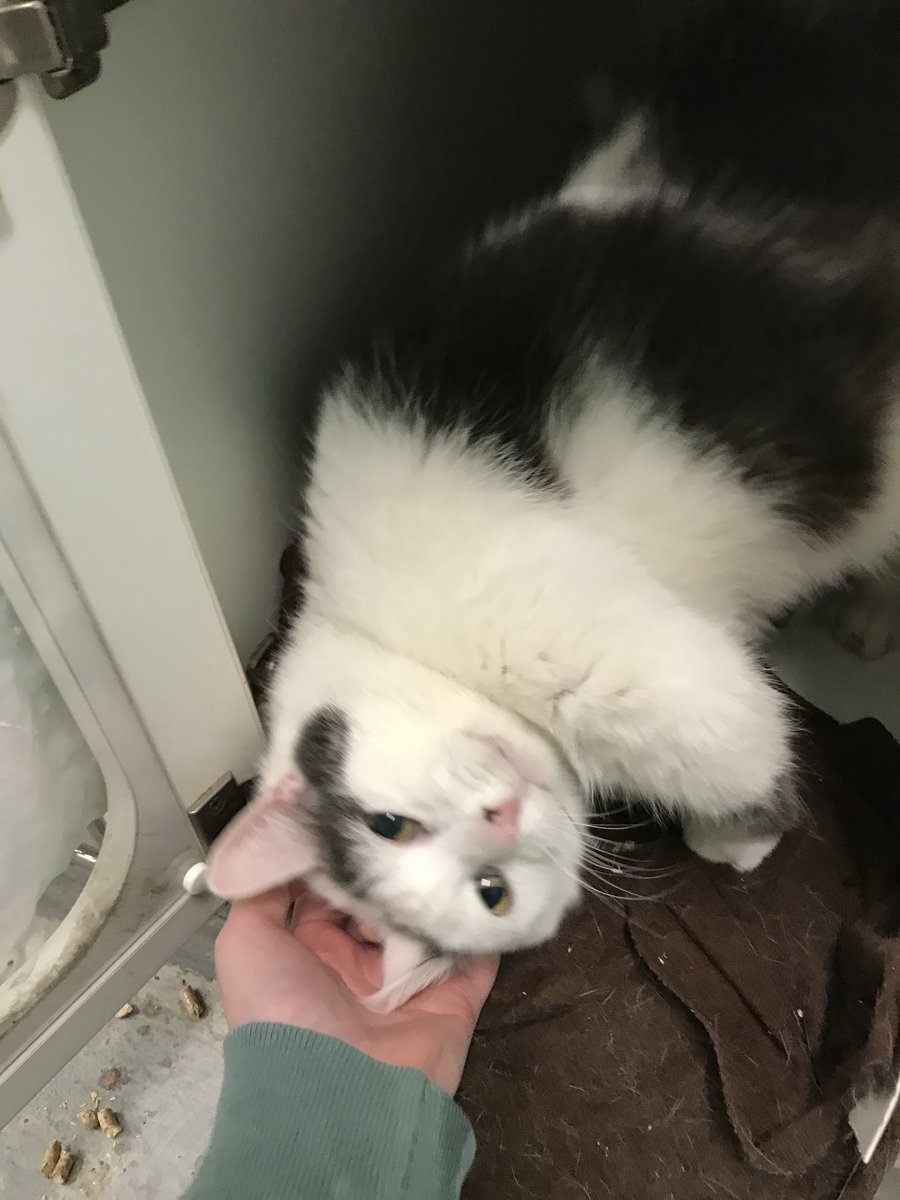 norberg & co tweet media