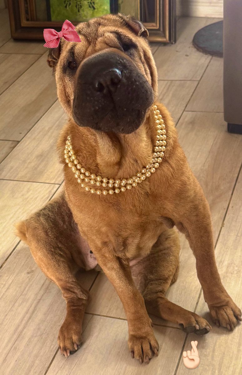 Rosita esta en adopción, es una sharpei rescatada con un pasado muy triste. 
Estamos yendo a la plaza porque alguien pidió conocerla para ver como se lleva con su perro. ¿Ustedes la adoptarían?