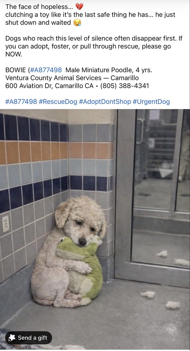 Anyone in California that can save this little guy? #MAGA #DogLovers