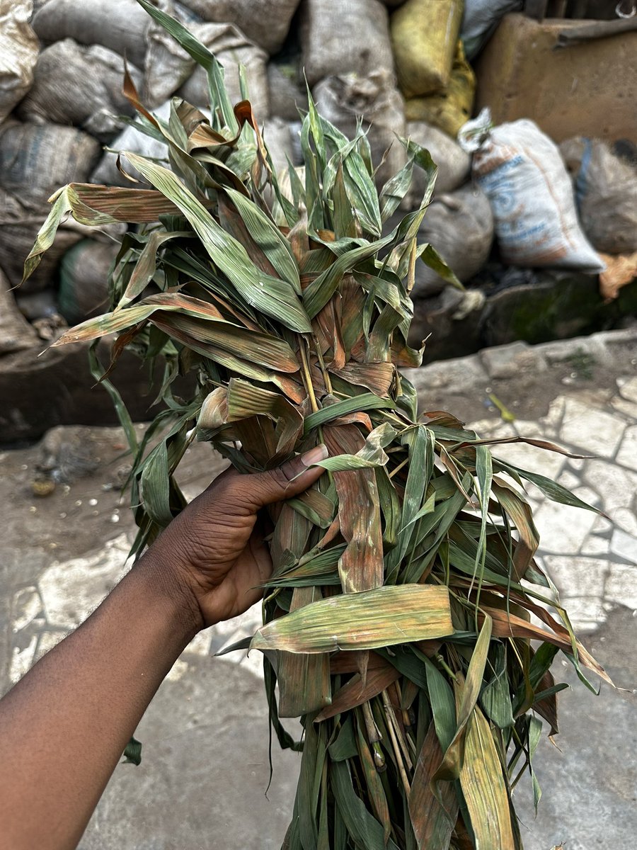 Ola omo Ola tweet media