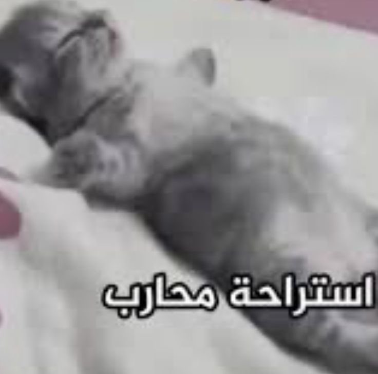 احصائيات فطور اليوم : 
5 فناجيل قهوة
6 حبات خلية
5 كاسات شاهي نعناع 
2 سمبوسة جبن
1 سمبوسة دجاج
5 بيدزززززه❤️❤️❤️❤️❤️❤️

واستغرب ليه بس منسدحه