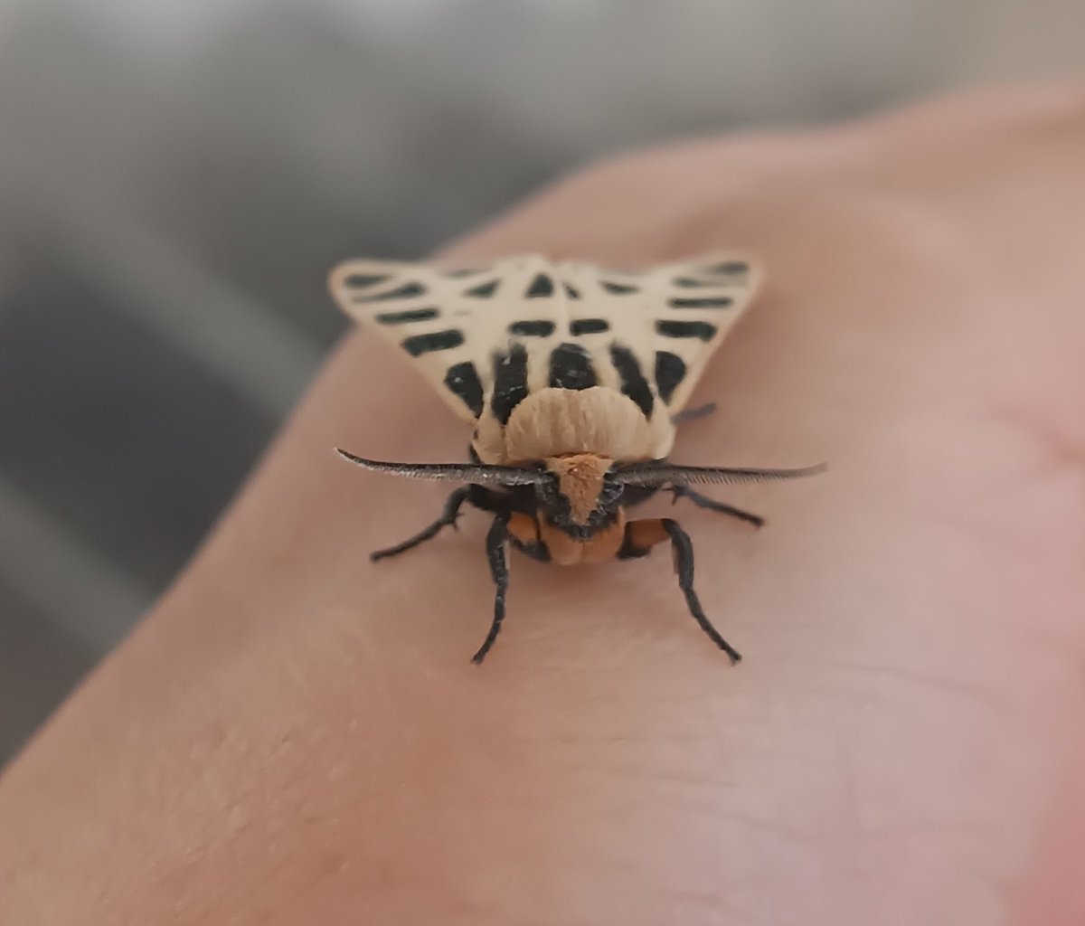 No beso bichos. Pero les tomo foto < 3