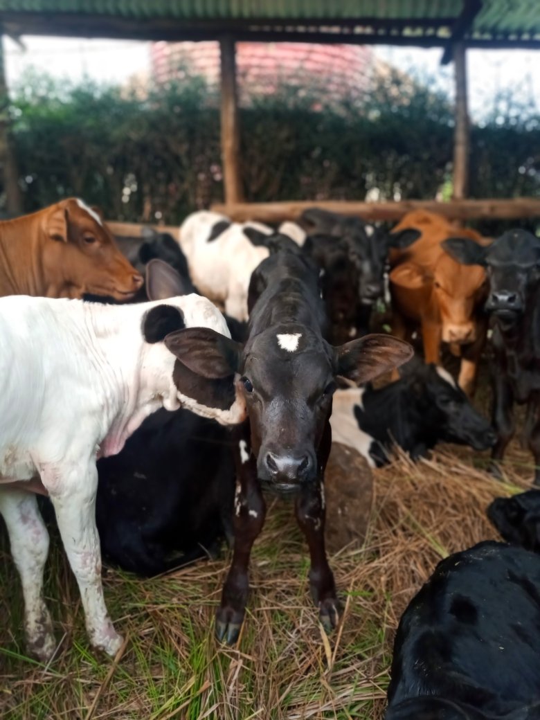 RUDAHIGWA tweet media