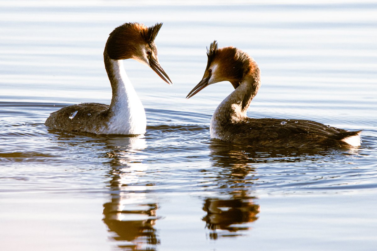 PDKImages's tweet photo. "Toyah fan?"
"Oh yes, love her."
Courting Grebes comparing hair at @RSPBAireValley.
Happy Thursday, from a rather untropical wrong side of the hills.
#grebes #courtship #waterbirds #nature #wildlife #uknature #ukwildlife #birdwatching #rspb #ornithology #oiseau #vogel https://t.co/8HyzY0A4OO