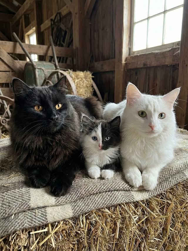 The Pets 𝕏 tweet media