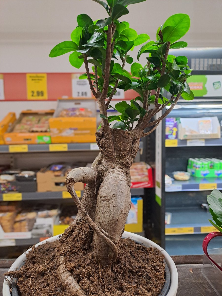 Keine Ahnung von Pflanzen aber bin mir sicher das es sich um ein männliches Exemplar handelt.