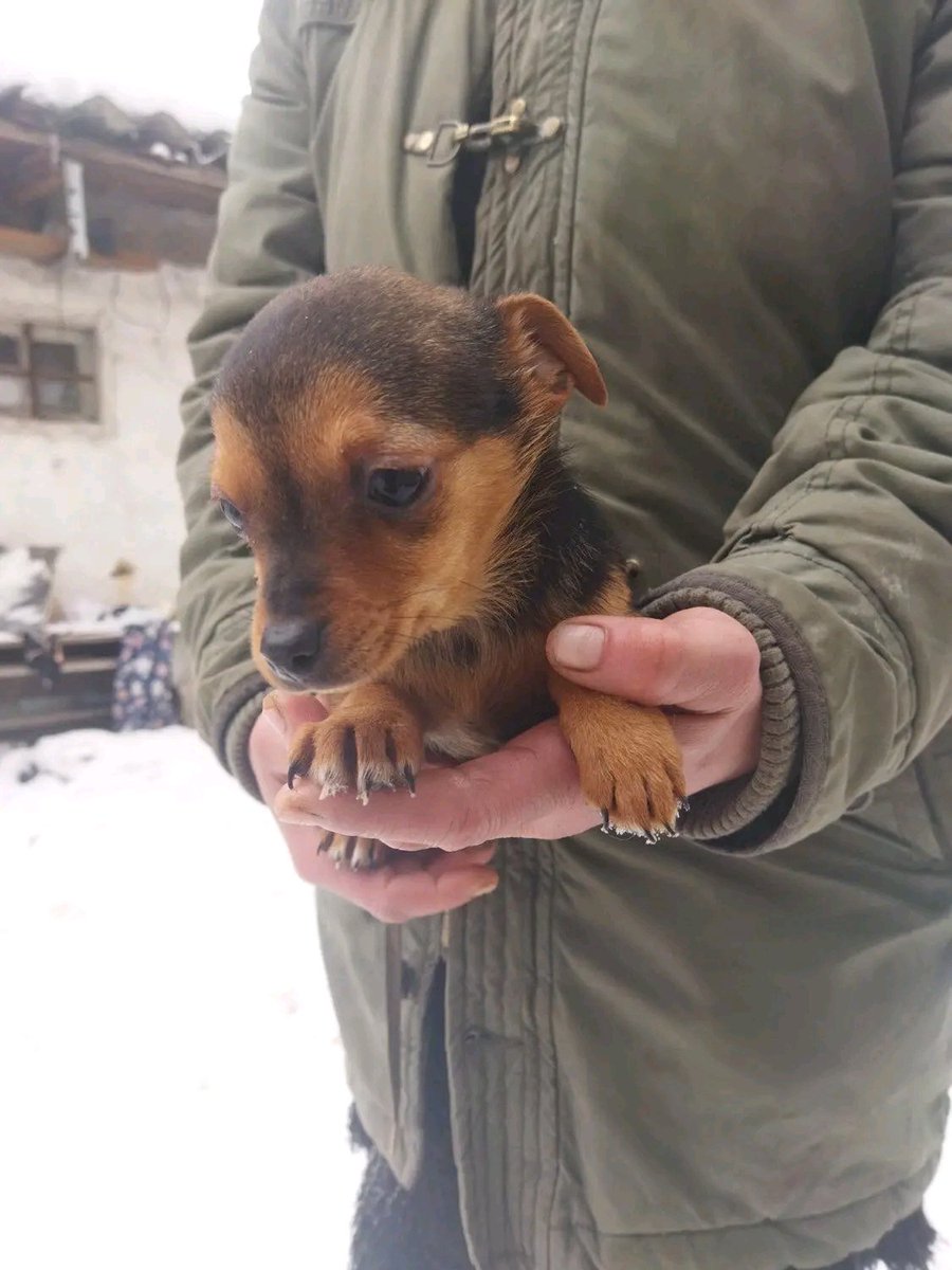 Proskoviia's tweet image. Шукає родину мініатюрне цуценя❤️
Малесенький 💔Йому усього 4 міс.Дуже крихітний .Зробіть репост🙏Допоможіть знайти родину 🙌

Київ📍

+380 (67) 500 99 79