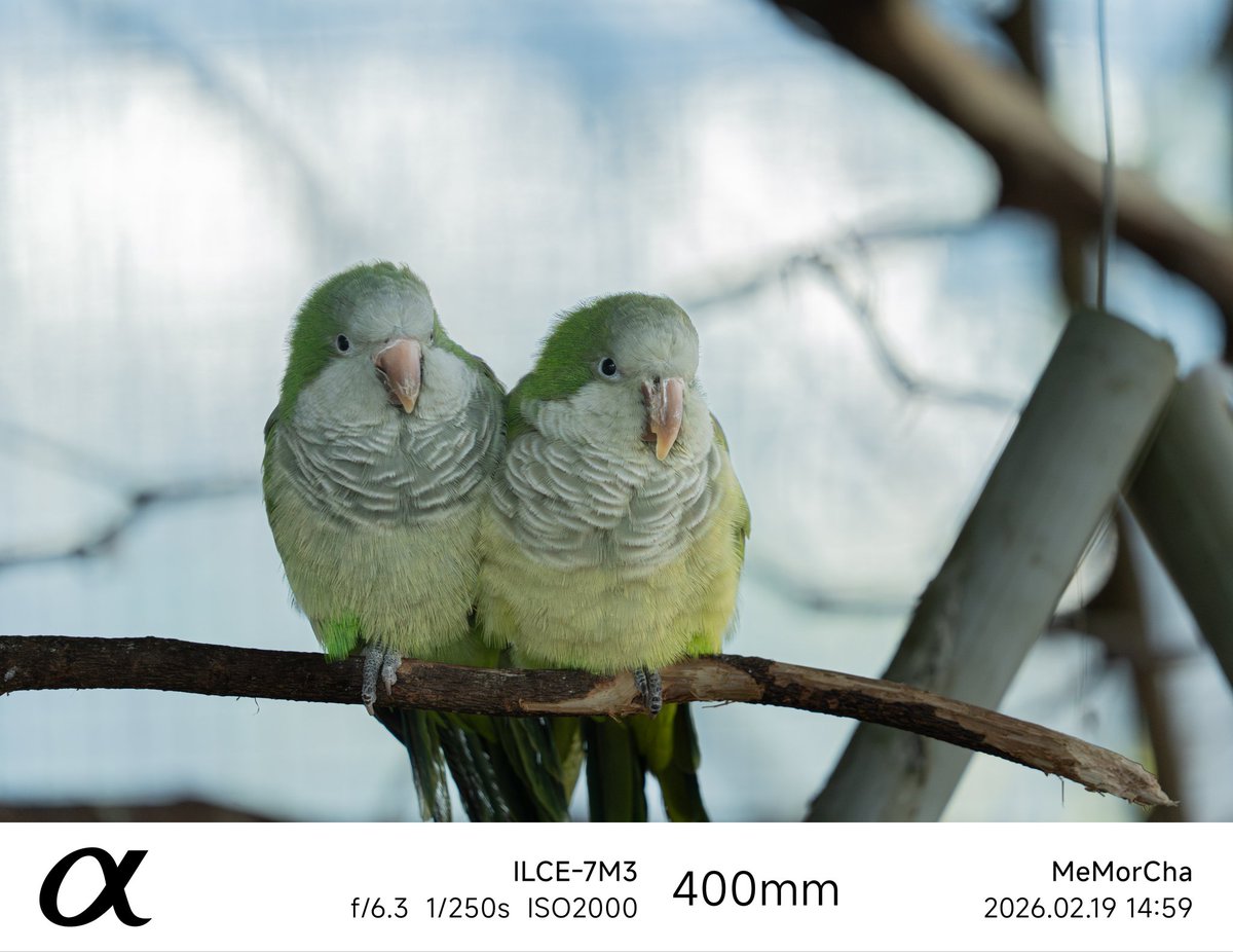 茶乔靛色角 tweet media