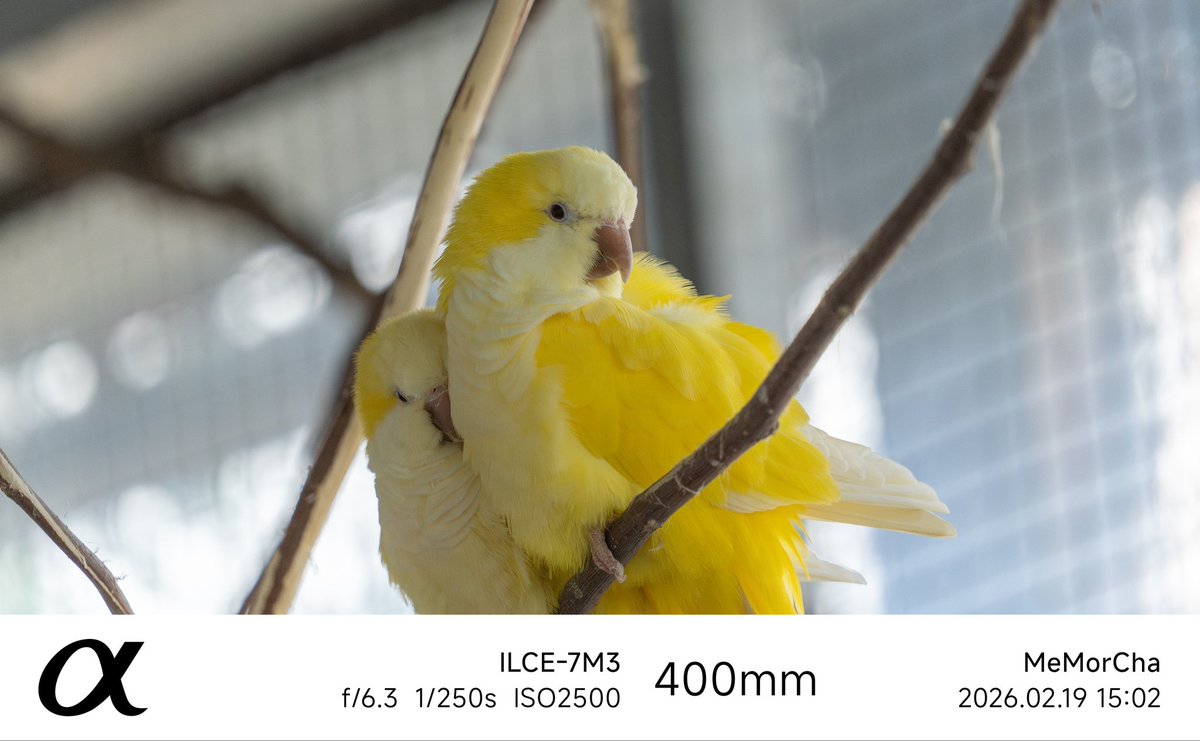 茶乔靛色角 tweet media