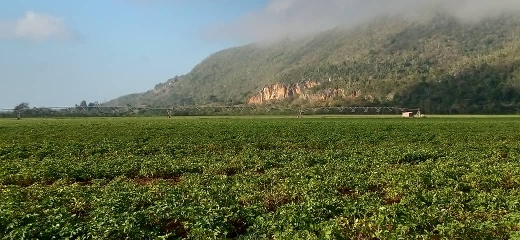 rlicea_mojena's tweet photo. Recorrimos en la mañana de hoy la finca de Euclides Veirut y Daniel García, evaluamos el estado de los cultivos de papa y frijol, ratificamos el compromiso de nuestros campesinos, que siguen venciendo obstáculos y produciendo para el pueblo #IslaDeLaJuventud #SentirPinero #Cuba https://t.co/qxa4nk48nV