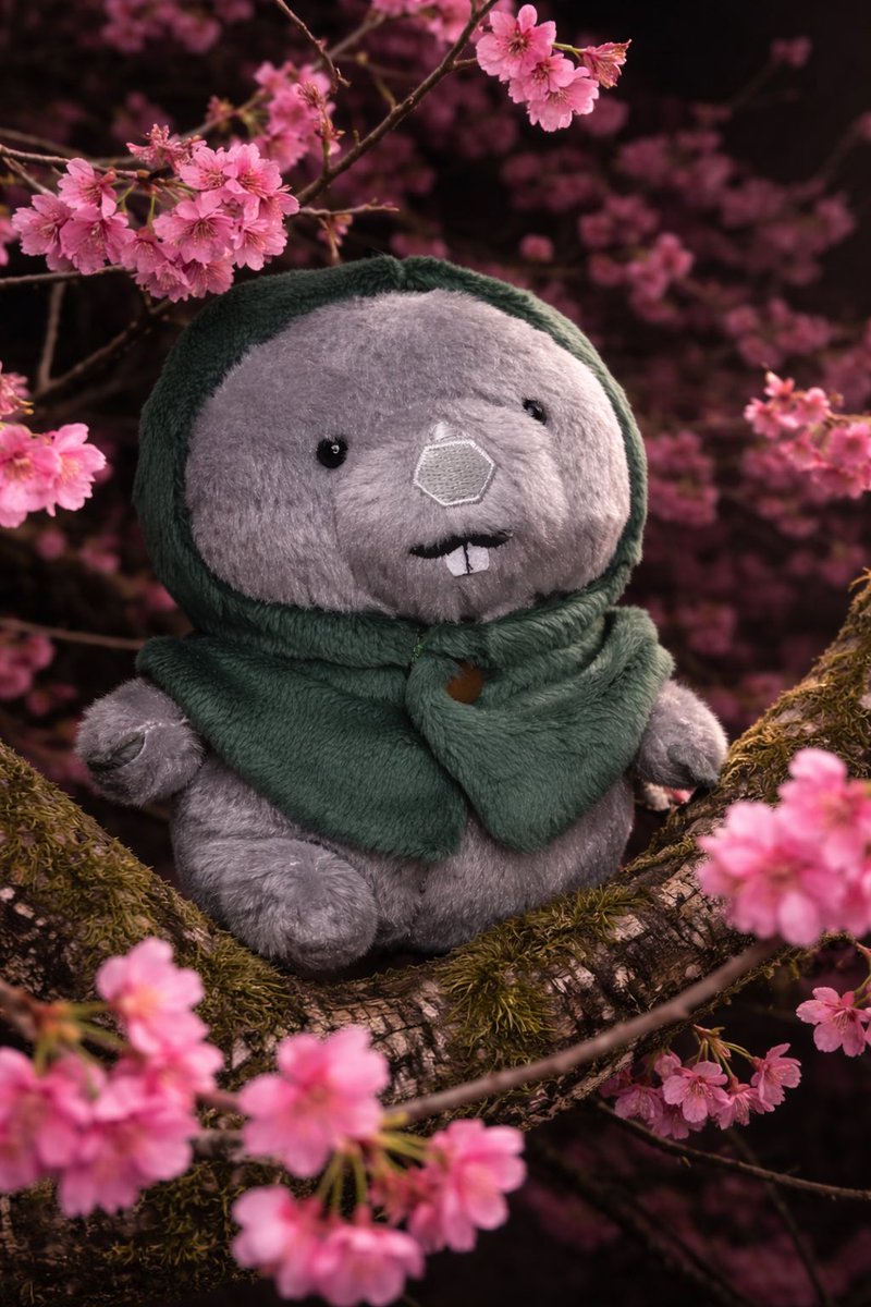 #wombat 
#五月山動物園