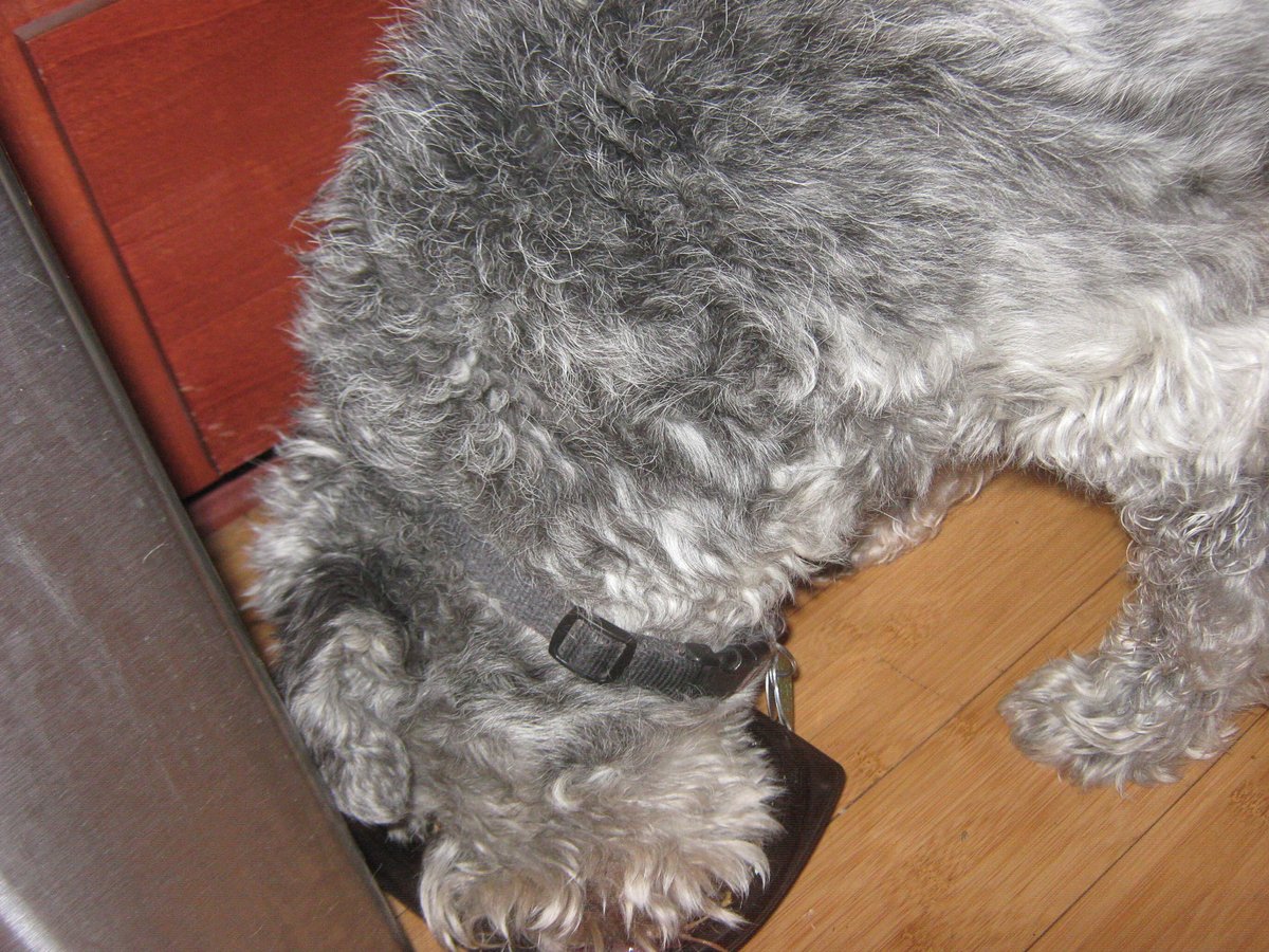 SHIRLEY LOST HER SHIT tweet media