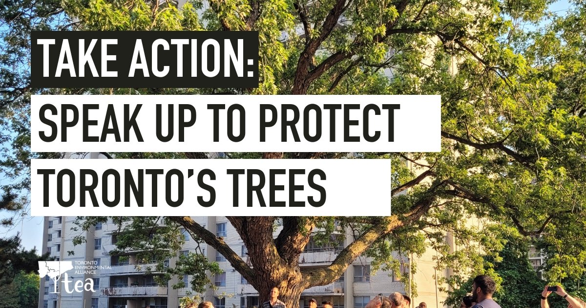 Toronto Environmental Alliance (TEA) tweet media