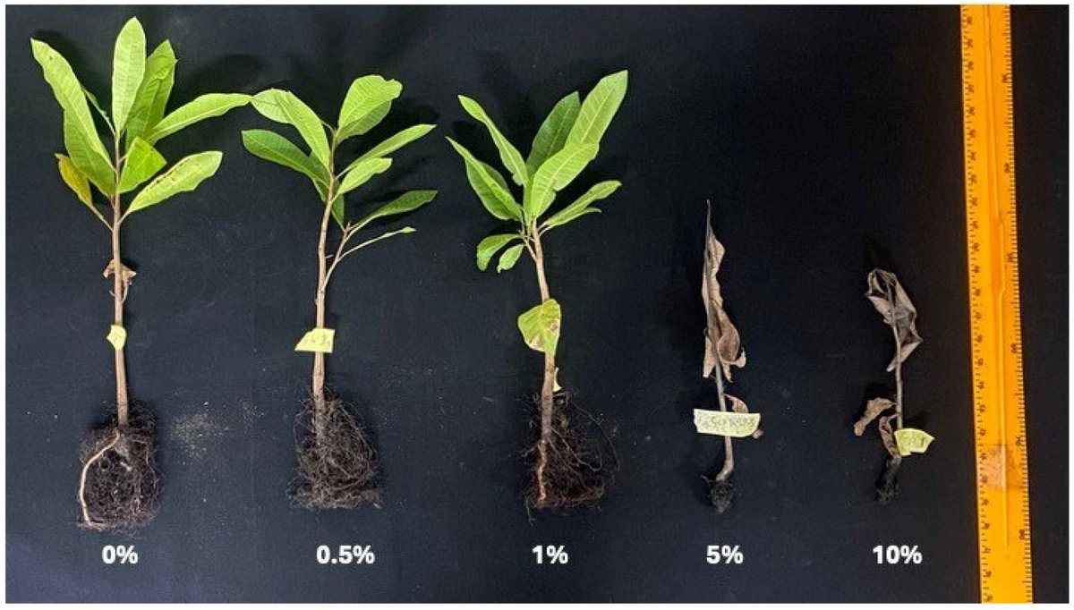 Plants_MDPI's tweet photo. 🌱 Can cashew inhibit its own growth?

Leaf extracts strongly suppress germination &amp; radicle elongation, and leaf litter reduces seedling height by 58% under greenhouse conditions.

🔎 Read more: https://t.co/BnWwUnB2WH

#Allelopathy #Autotoxicity #Cashew https://t.co/6YZXmDNn83