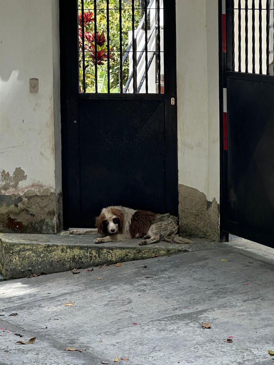 Reenviado. Hola Vecinos, este Perrito está en la puerta de mi casa (no sé si está enfermo). Urb. Potrerito, calle Monroy, San Antonio de Los  Altos, parece perdido. Gracias. 🐾🐶🙏💔😔