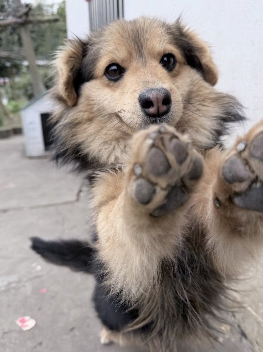 💖 (@twaniimals) on Twitter photo 