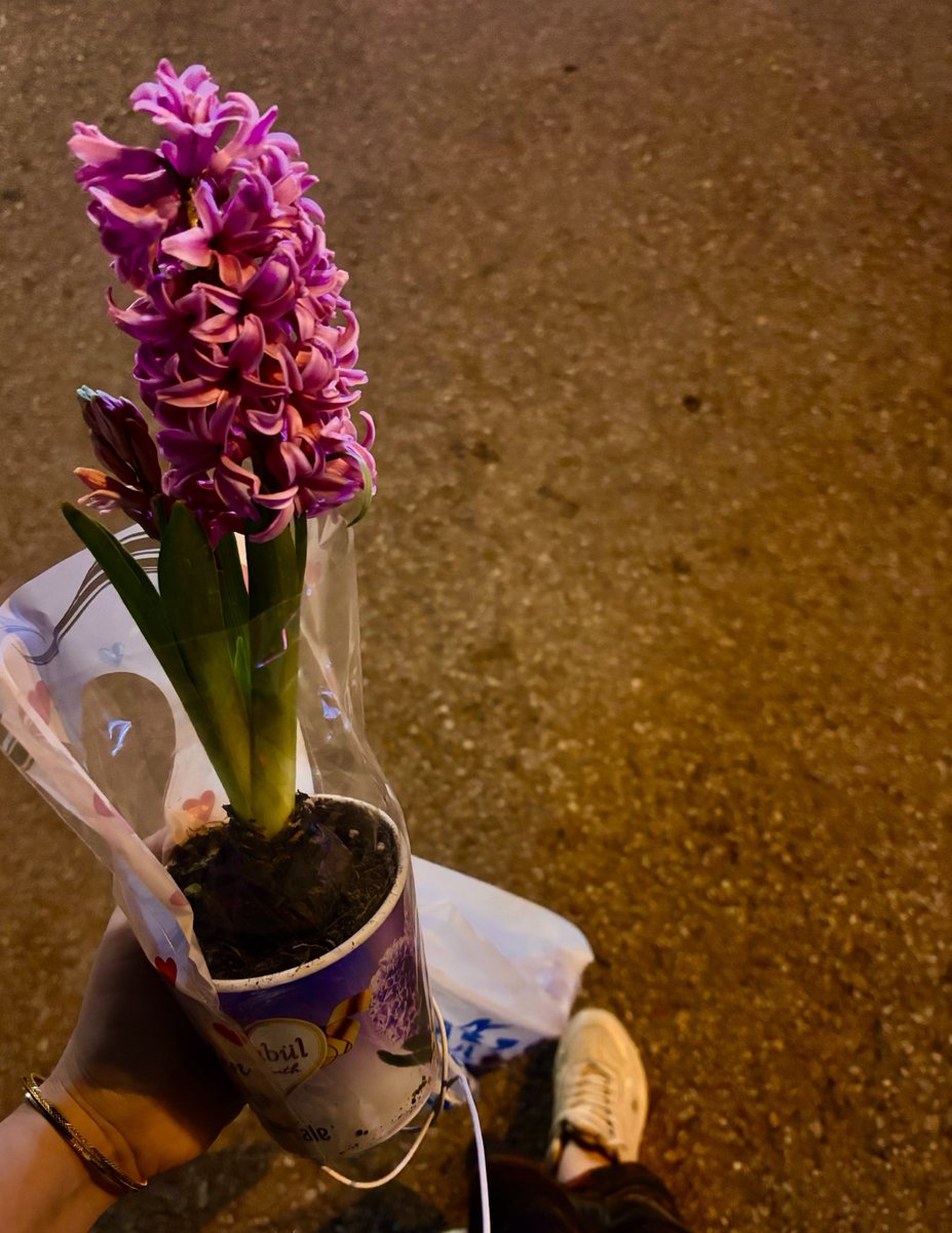 Markette sümbül görünce dayanamam, bir çiçek hem koca bir evi misler gibi kokutup, hem güzel gözüküp bi de üstüne ekonomik olur mu🥹💖