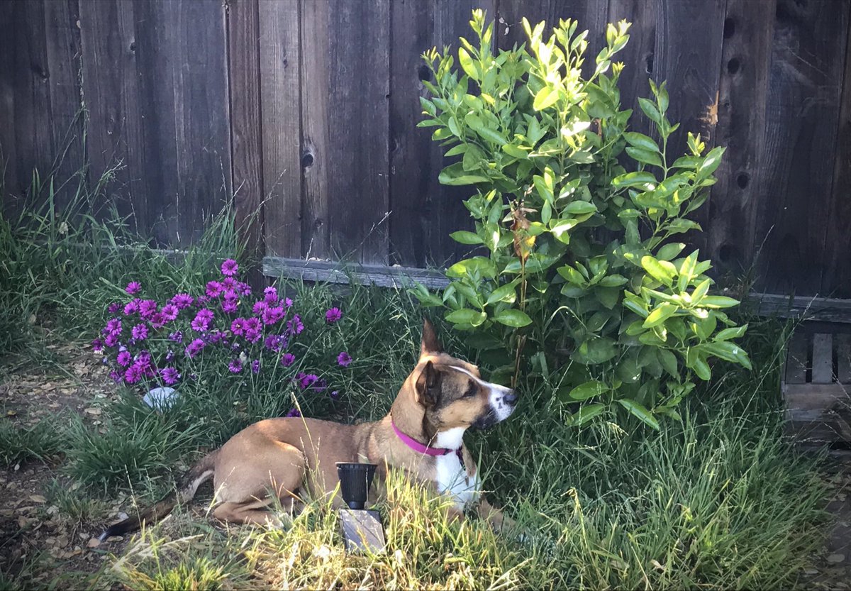 KatyaSedgwick's tweet image. We need more dog pics on Twitter.