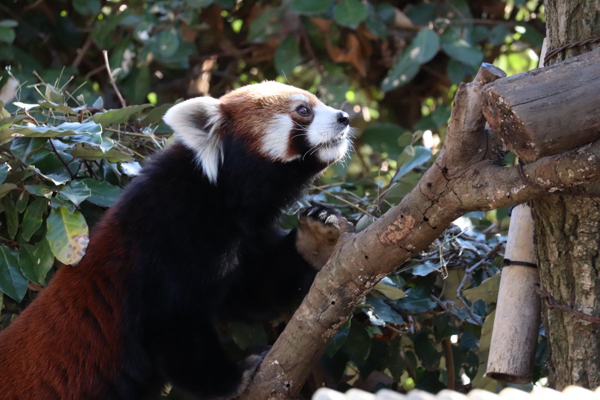 ちゃーはん tweet media