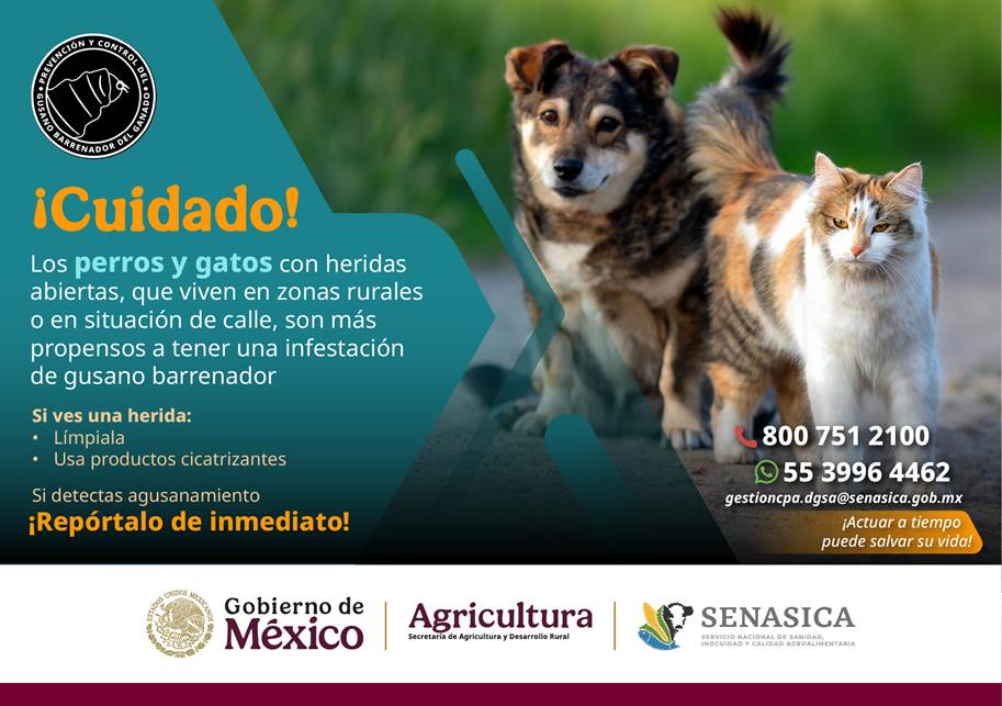 La mosca Cochliomyia hominivorax también deposita sus huevos en perros y gatos.

Si detectas un animal herido, cúralo con productos cicatrizantes.

Si observas gusanera, repórtalo: Teléfono: 800 751 2100
y WhatsApp: 55 3996 4462