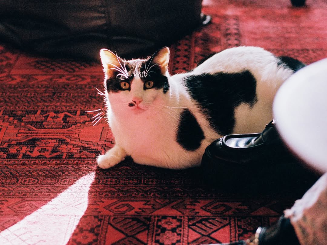 PVRIS UPDATES tweet media