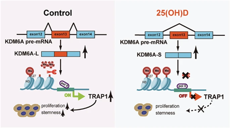 MammaryCell's tweet photo. Investigators uncovered a novel anticancer mechanism of 25(OH)D, highlight the critical role of KDM6A Δexon13 in breast cancer progression.

📘 @oncogenejournal
🔖 https://t.co/uHJGlm9DGO https://t.co/H8H7A0CCIL