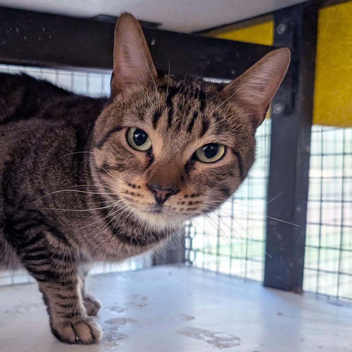 En Pompa té 2 anys i viu al refugi de Cabrils. És un gat tranquil i prudent que necessita temps i una llar sense presses. Amb seguretat i respecte pel seu ritme, pot ser un gran company 🐾 Info: protectoramataro.org/es/contacto/