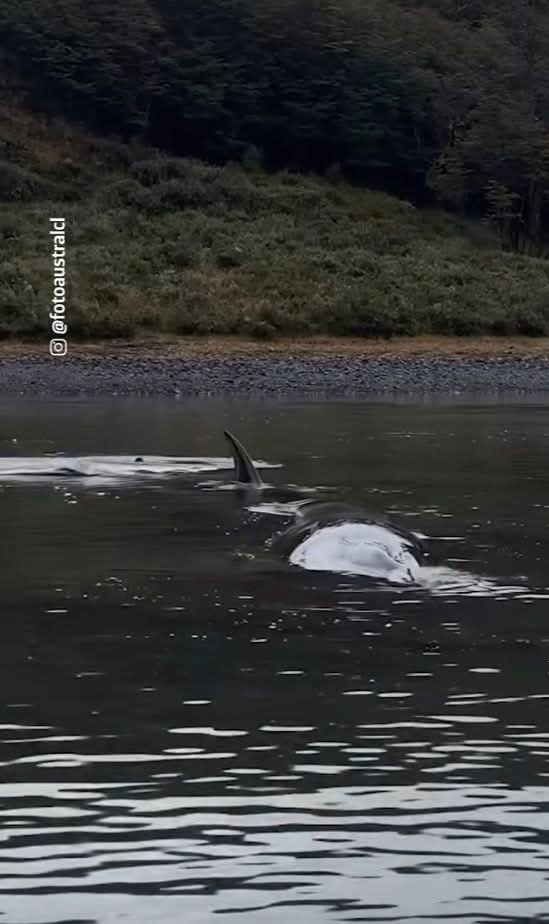 Registro difundido en redes sociales mostró cómo una ballena sei juvenil fue rescatada tras varar en la costa de Puerto Williams (Chile), la cual es la ciudad más austral del mundo, esto tras haber sido atacada por varias orcas en el canal Beagle.