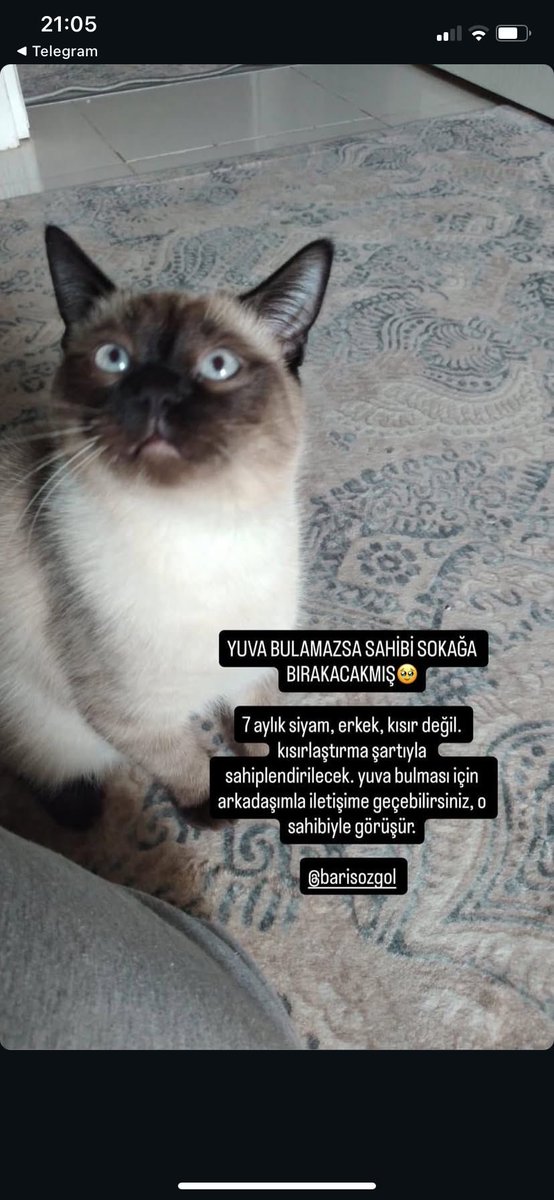 totoskonutosko's tweet photo. böyle bir ilan gördüm, sokakta yapamaz lütfen yuva😭 konum aydın https://t.co/PveukJ2VTm