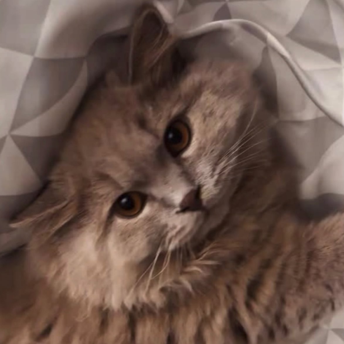 แมวจะหน้าเหมือนเจ้าของจริง ๆ แหะ